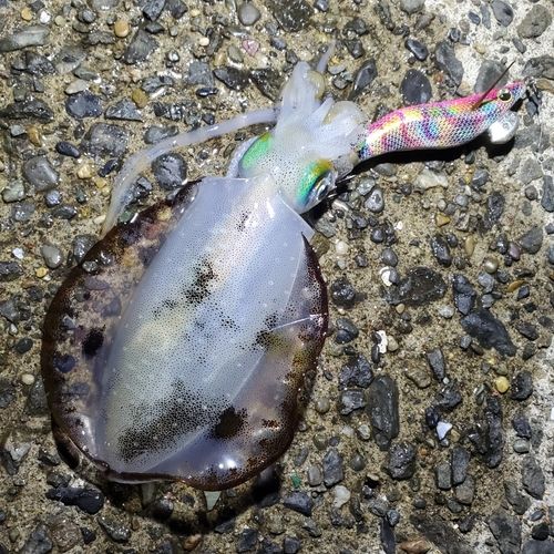 アオリイカの釣果