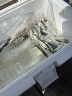 カタクチイワシの釣果