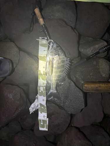 クロダイの釣果