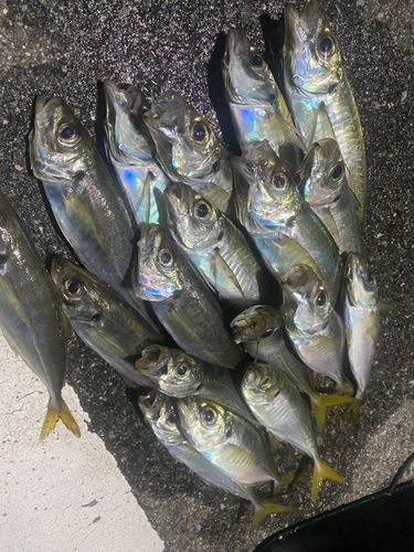 アジの釣果