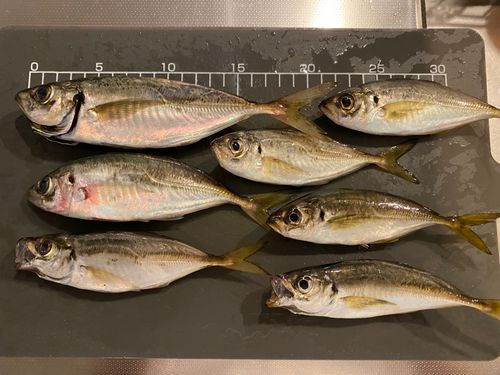 アジの釣果