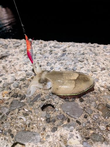 コウイカの釣果