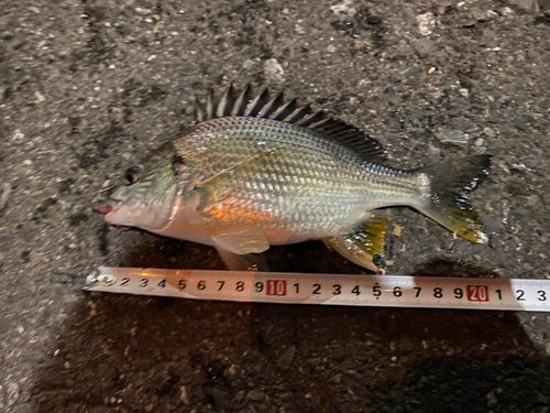 キビレの釣果