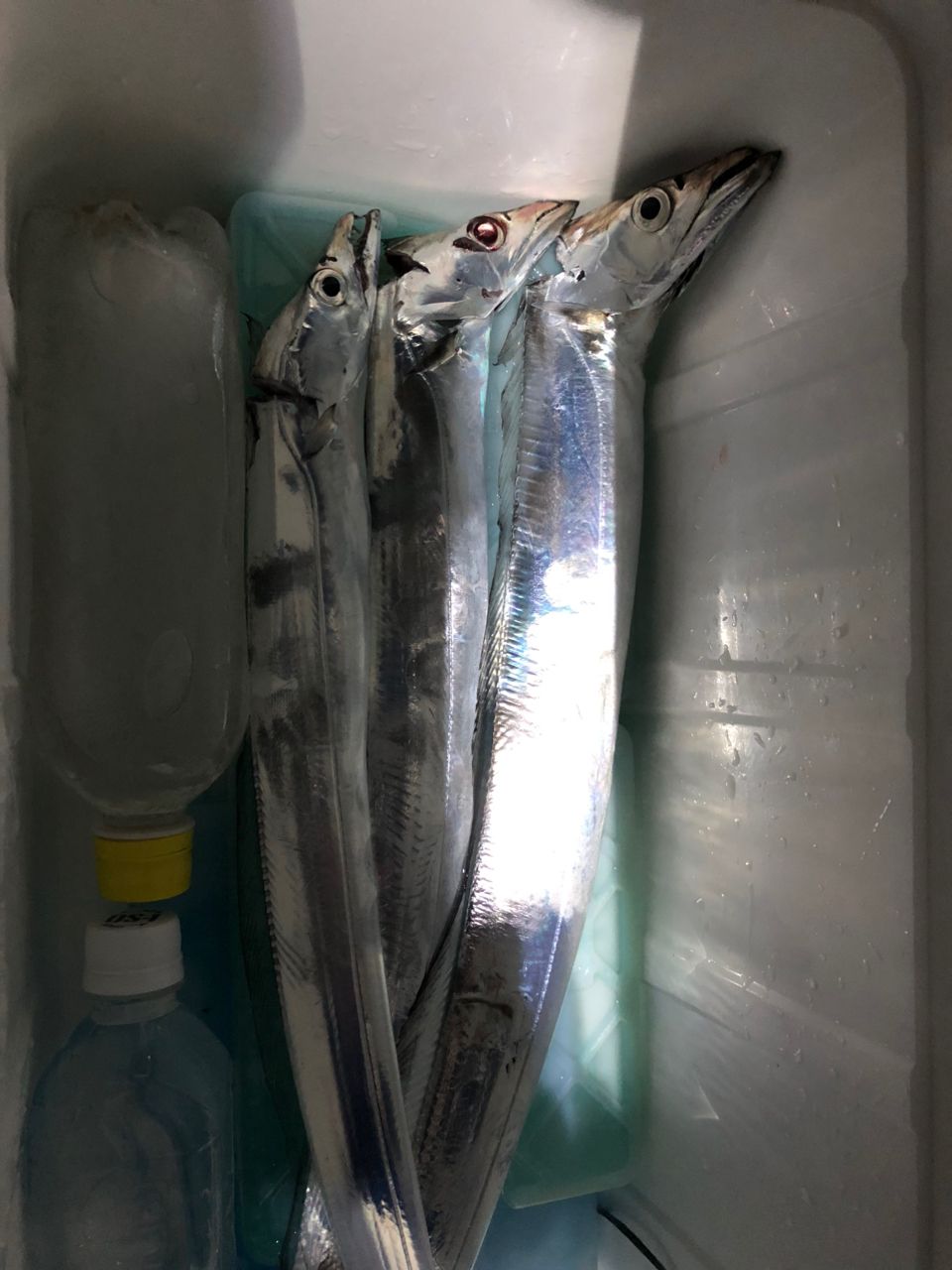 タチウオ