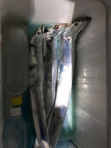 タチウオの釣果