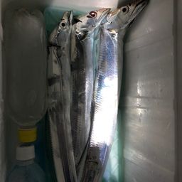 タチウオ