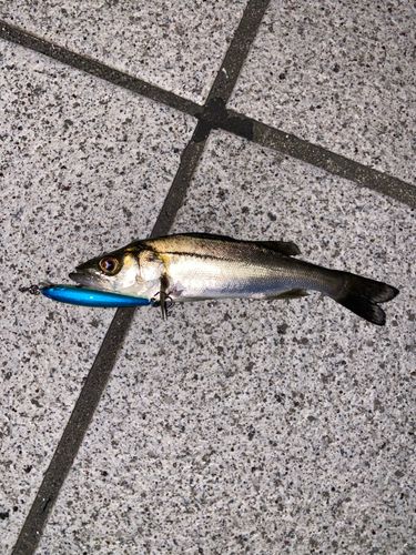 セイゴ（マルスズキ）の釣果