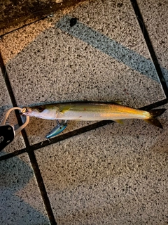 カマスの釣果