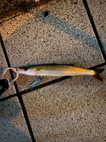 カマスの釣果