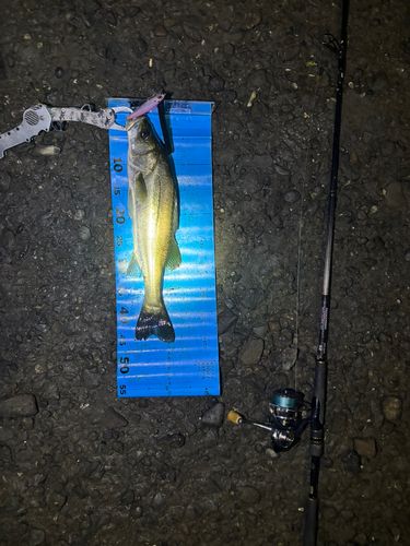 シーバスの釣果