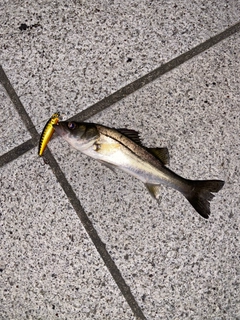 セイゴ（マルスズキ）の釣果