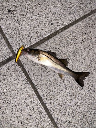 セイゴ（マルスズキ）の釣果