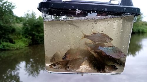 タナゴの釣果