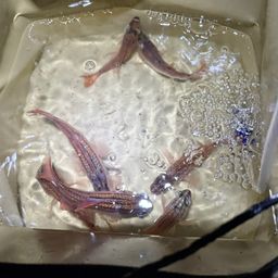 オオスジイシモチ