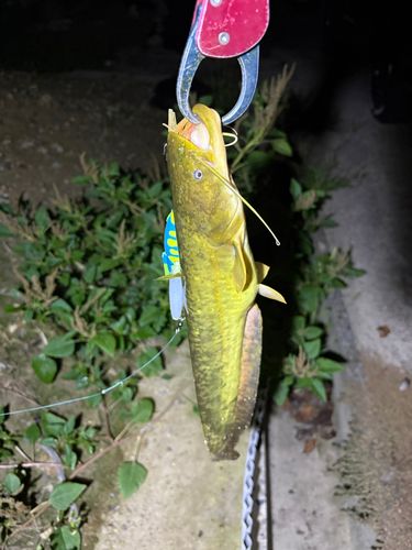 マナマズの釣果
