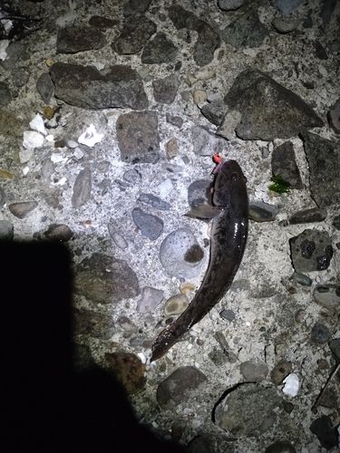 マハゼの釣果