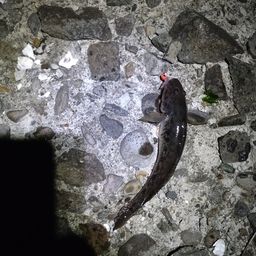 マハゼ