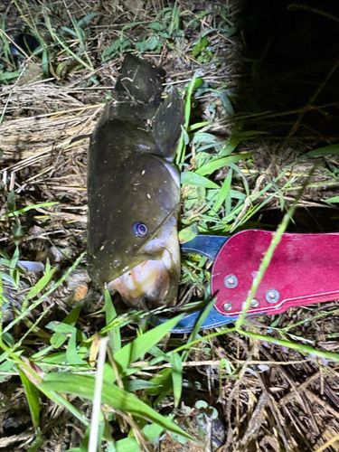 マナマズの釣果