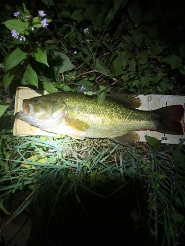 ブラックバスの釣果