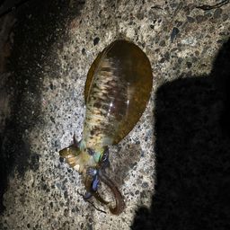アオリイカ