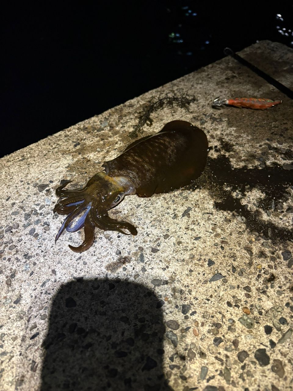 アオリイカ