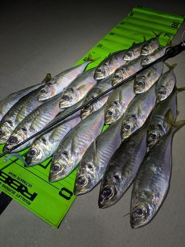 アジの釣果