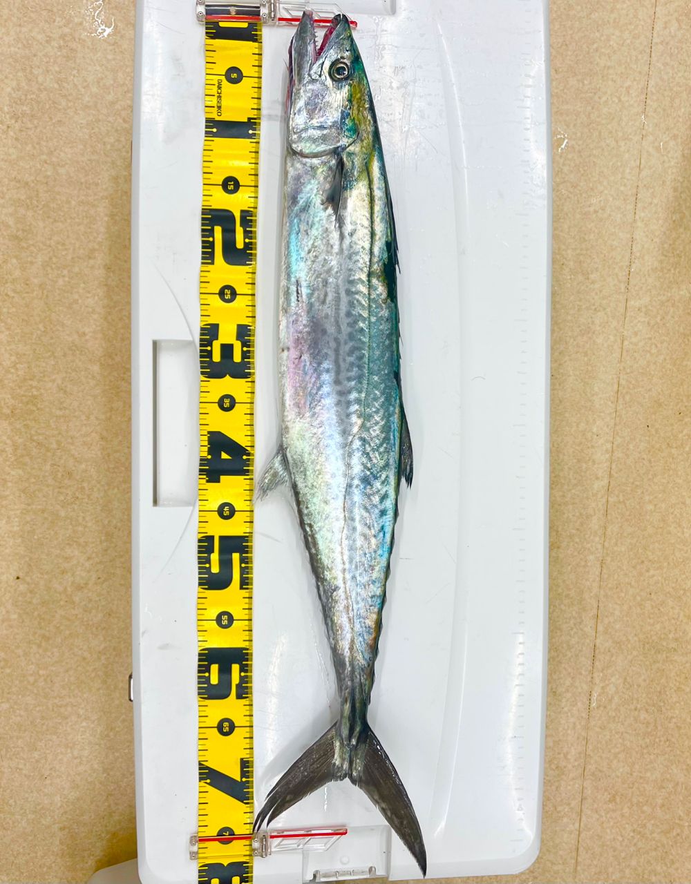 100kgオーバーの魚を釣る‼️さんの釣果 2枚目の画像