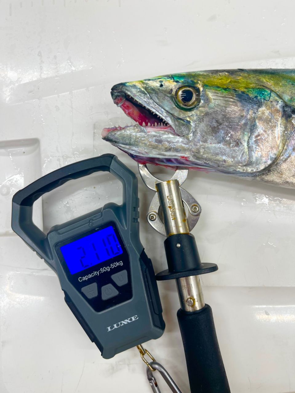 100kgオーバーの魚を釣る‼️さんの釣果 3枚目の画像