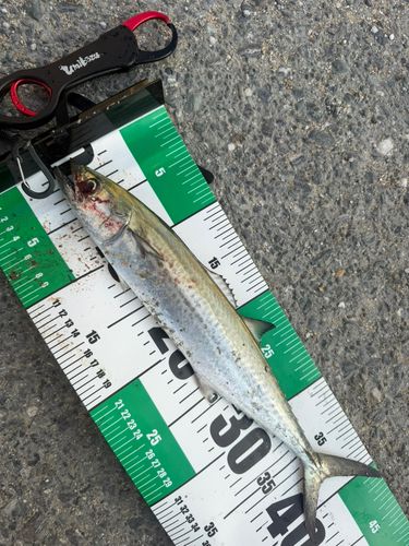 サゴシの釣果