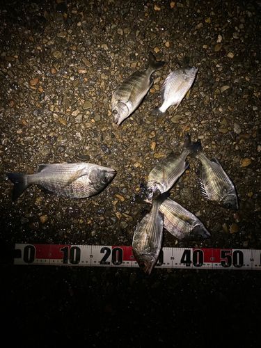 クロダイの釣果