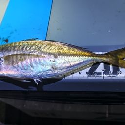 アジ