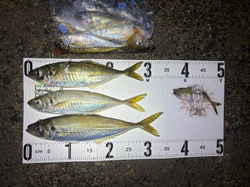 マアジの釣果