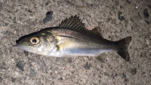 セイゴ（マルスズキ）の釣果