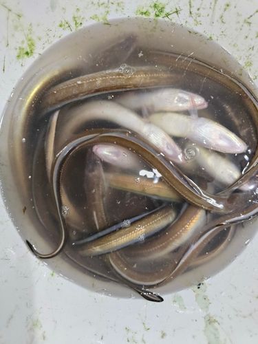 アナゴの釣果