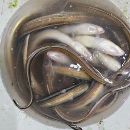 アナゴ