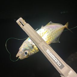 アジ