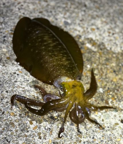 アオリイカの釣果