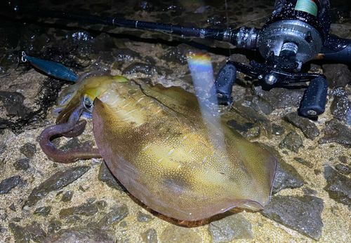 アオリイカの釣果