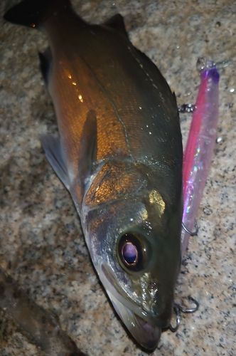 セイゴ（マルスズキ）の釣果