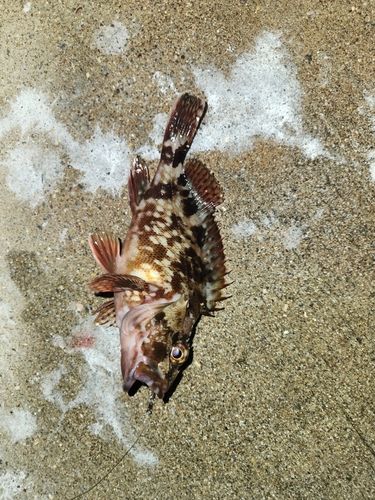 カサゴの釣果