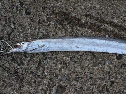 紀伊水道