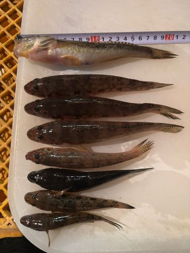 マハゼの釣果