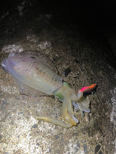 アオリイカの釣果