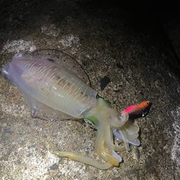 アオリイカ
