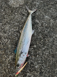 サゴシの釣果