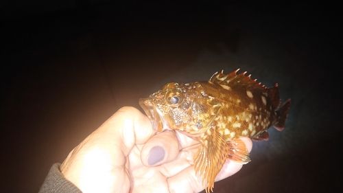 常滑りんくう釣り護岸