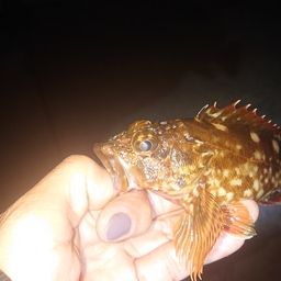 カサゴ