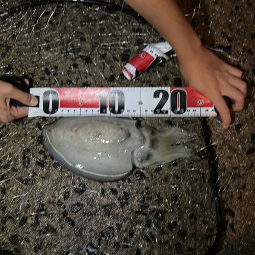 コウイカの釣果