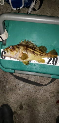 シマソイの釣果
