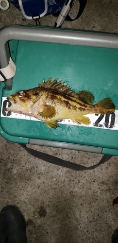シマソイの釣果